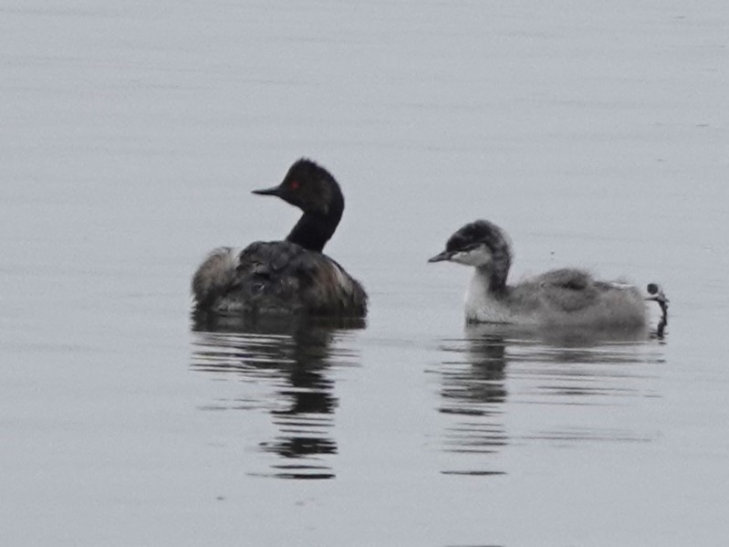 Eared Grebe - ML622595596