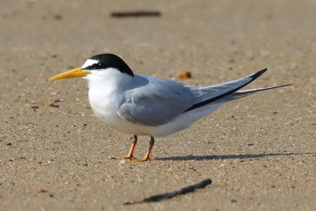 Least Tern - ML622595599