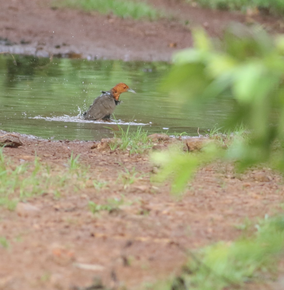 Slaty-legged Crake - ML622595607