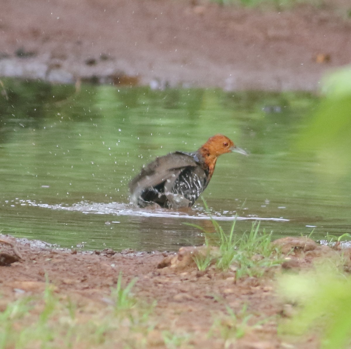 Slaty-legged Crake - ML622595608