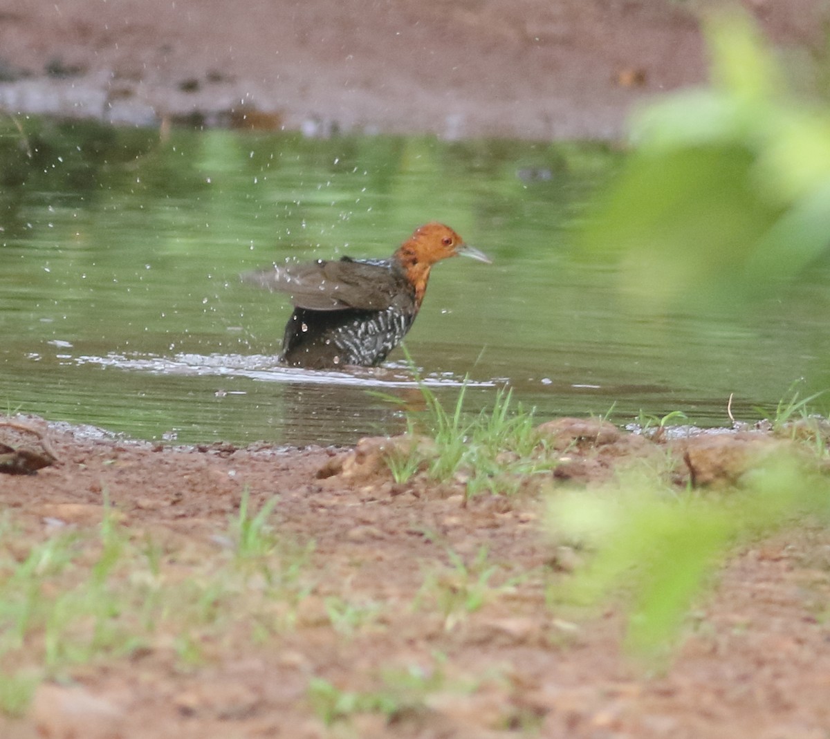 Slaty-legged Crake - ML622595610