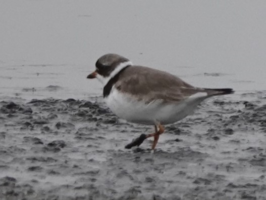 Semipalmated Plover - ML622595625