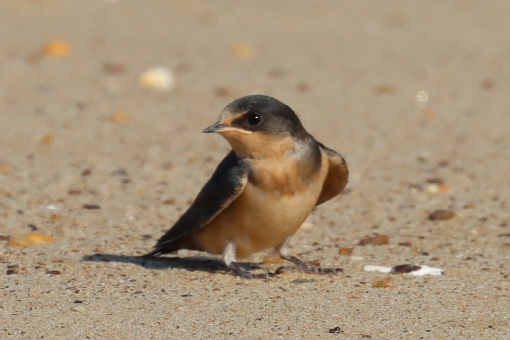 Barn Swallow - ML622595627