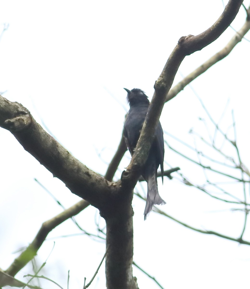 Çatal Kuyruklu Drongo Guguğu - ML622595733