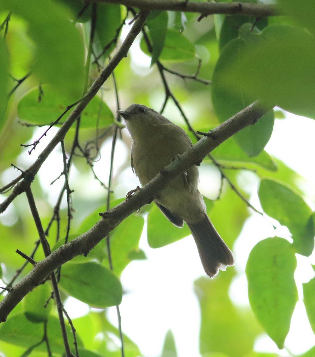 Brown-cheeked Fulvetta - ML622595745