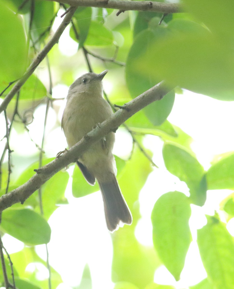 Brown-cheeked Fulvetta - ML622595746