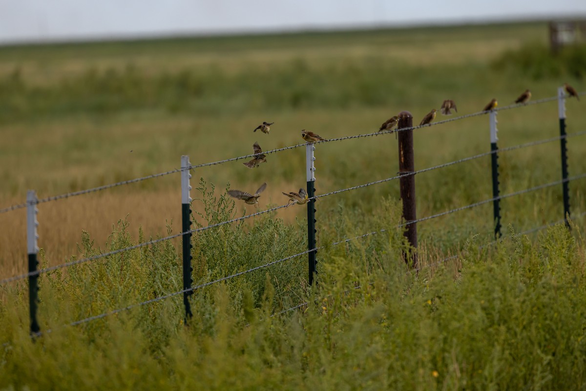 Dickcissel - ML622595777