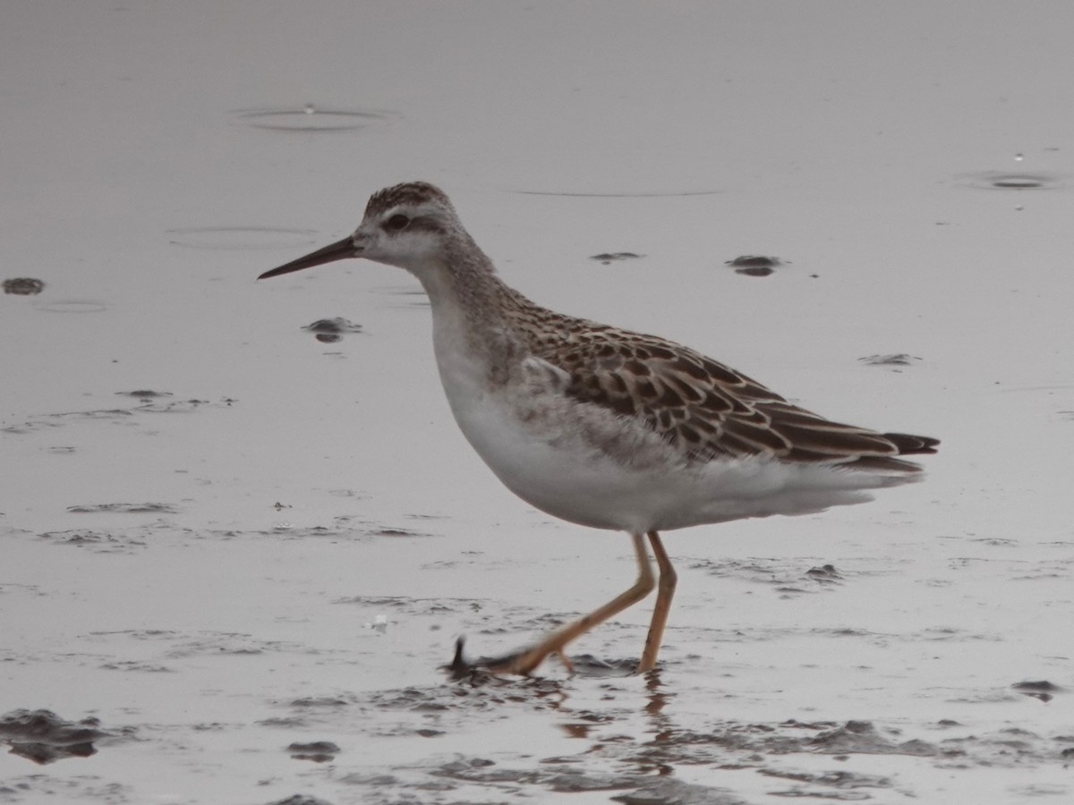 Wilson's Phalarope - ML622595778