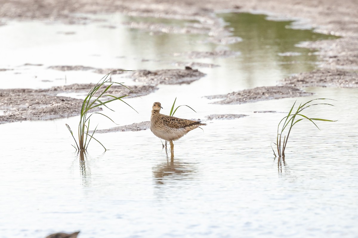 Upland Sandpiper - ML622595783