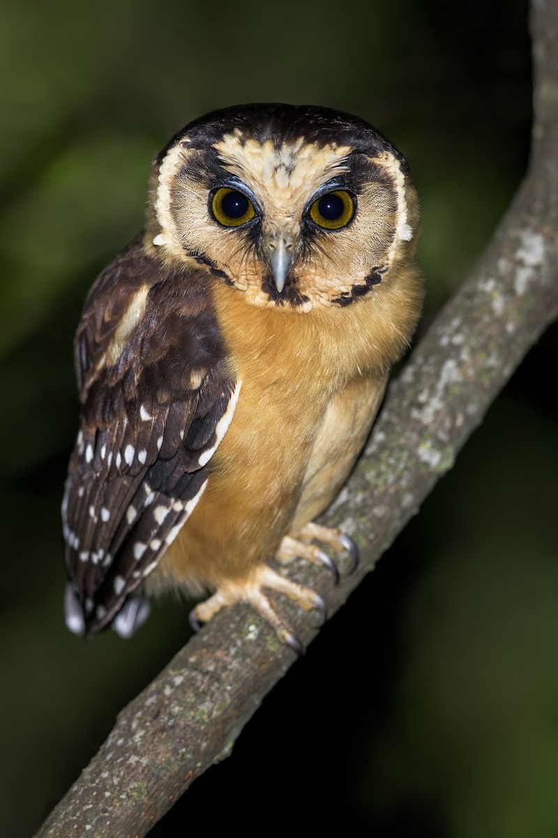 Buff-fronted Owl - ML622595819