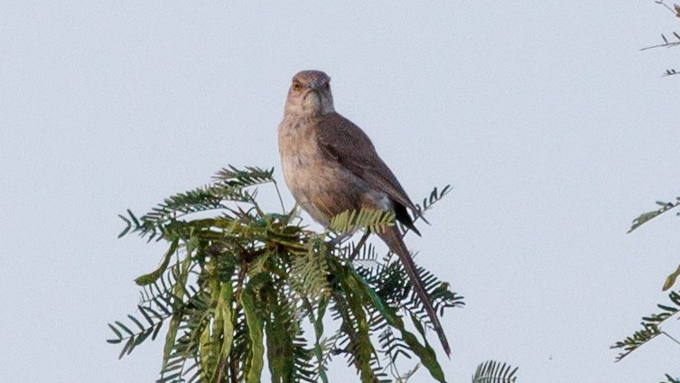 Bendire's Thrasher - ML622595826