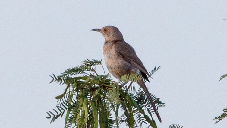 Bendire's Thrasher - ML622595827