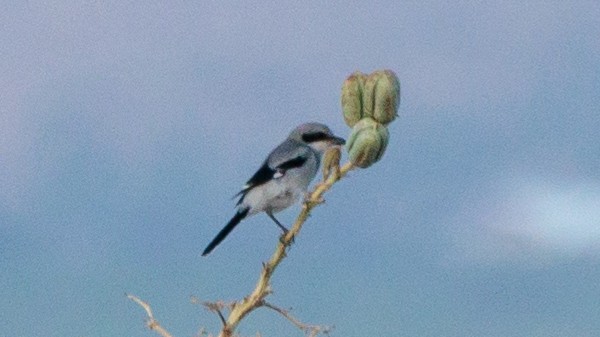 Loggerhead Shrike - ML622595830