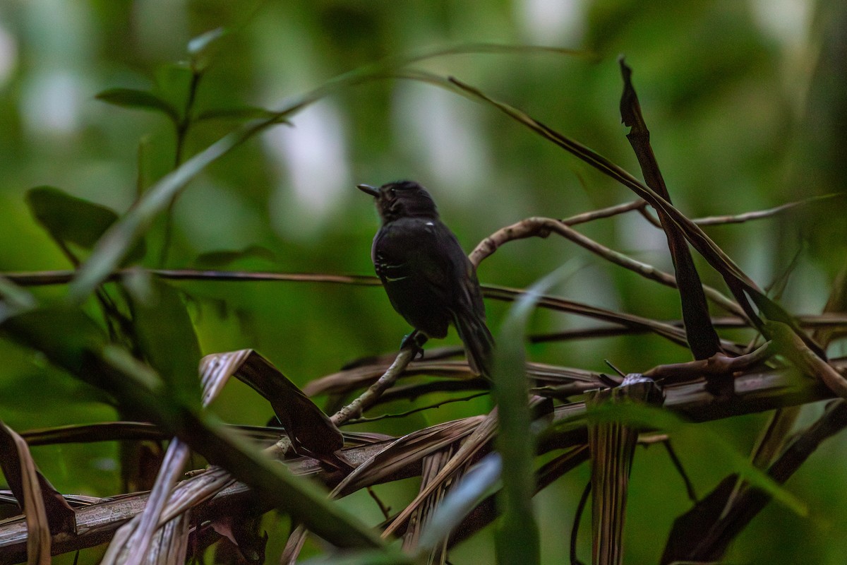 Willis's Antbird - ML622595940