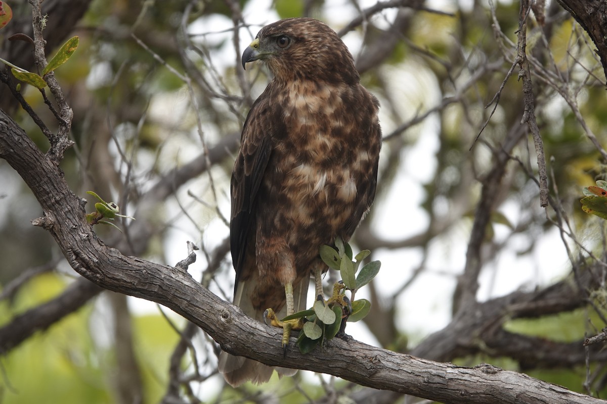 Hawaiian Hawk - ML622595972