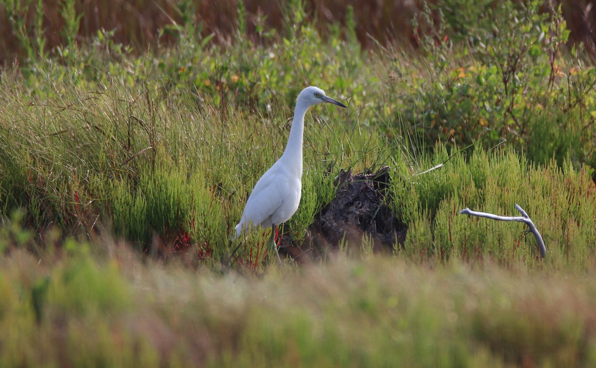 Little Blue Heron - ML622595992