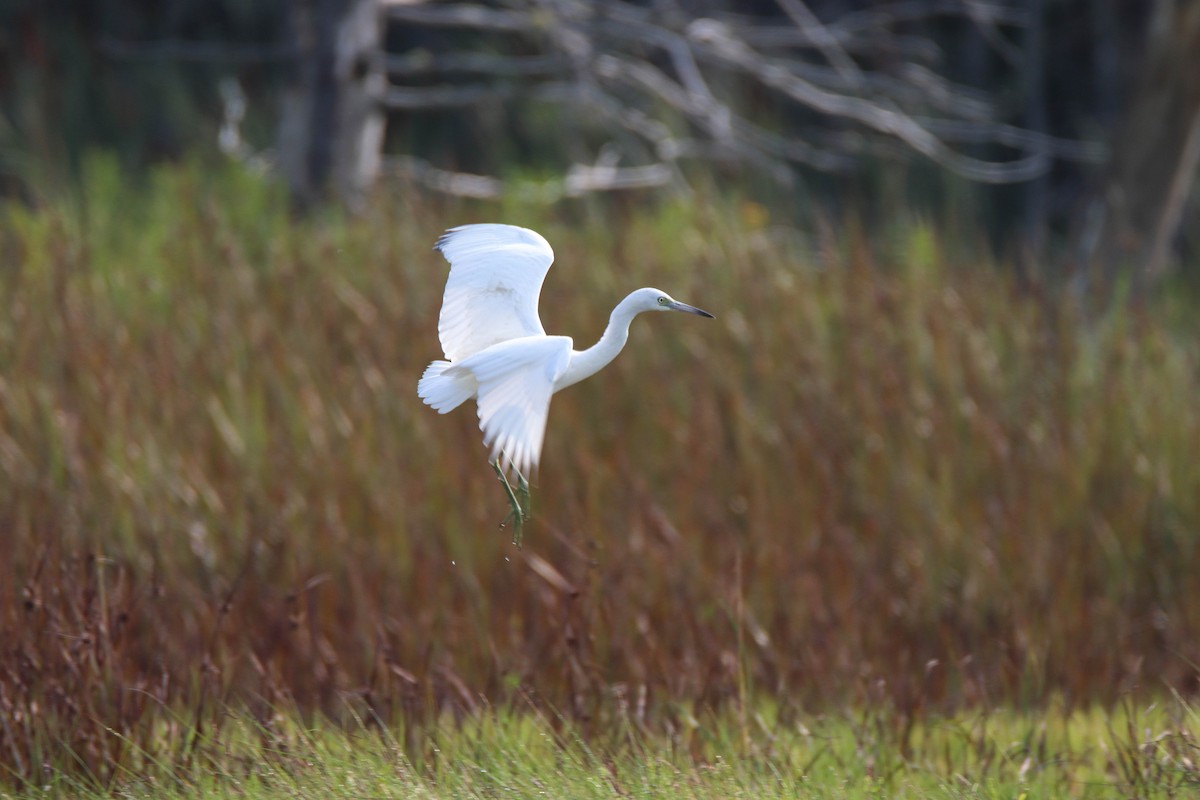 Little Blue Heron - ML622595993