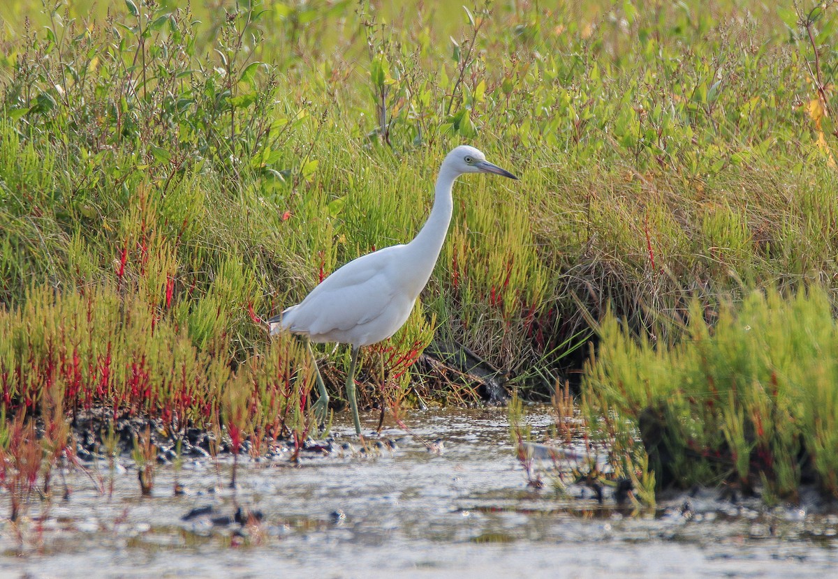 Little Blue Heron - ML622595994