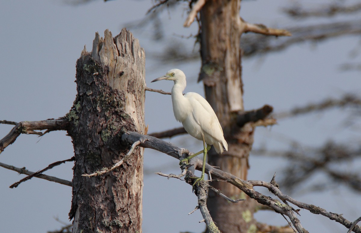 Little Blue Heron - ML622595995