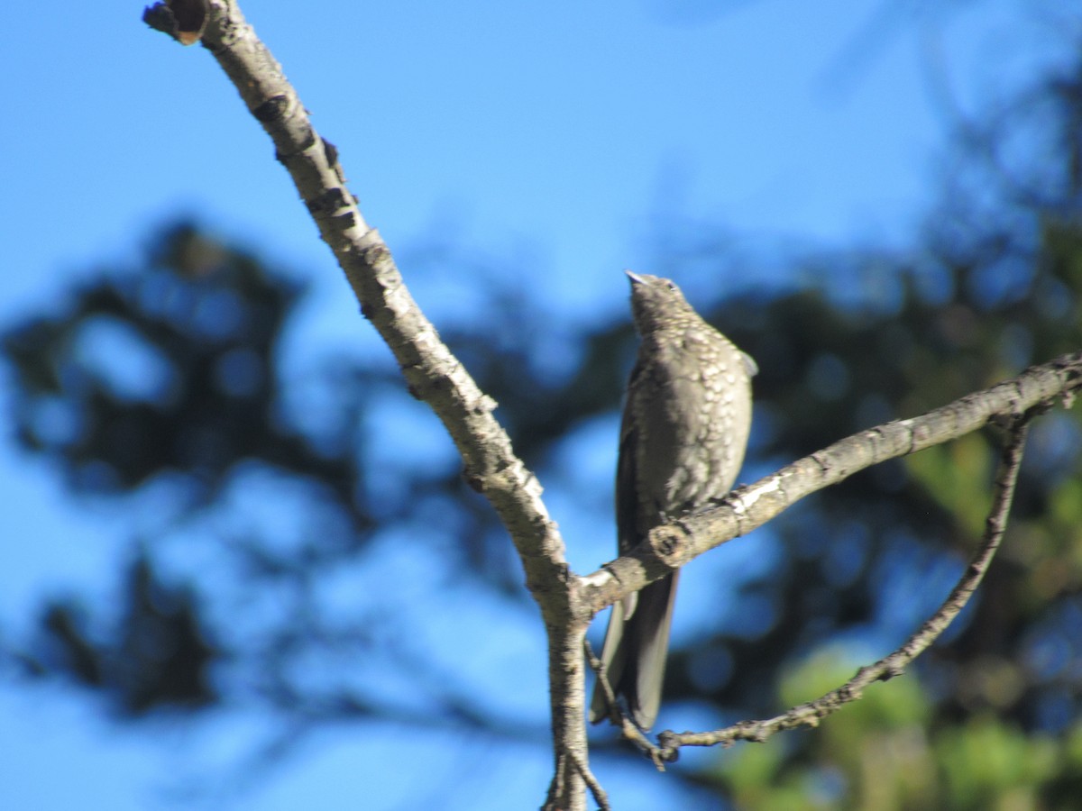 Townsend's Solitaire - ML622596034