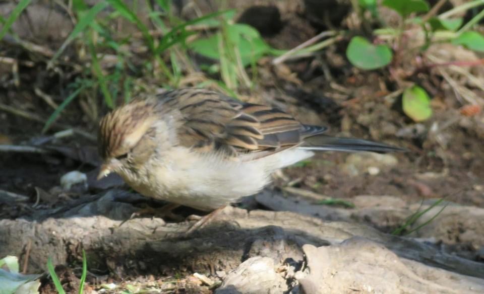 Brewer's Sparrow - ML622596070