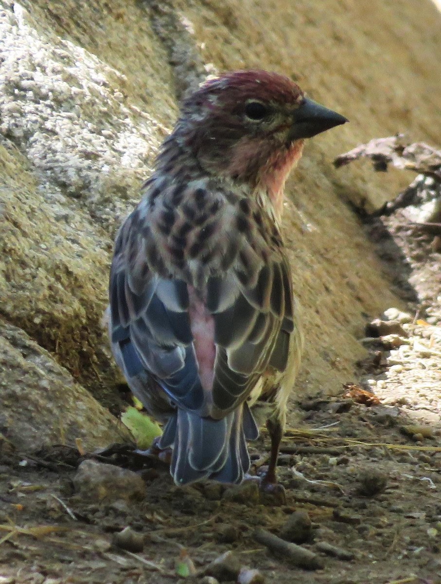 Cassin's Finch - ML622596076