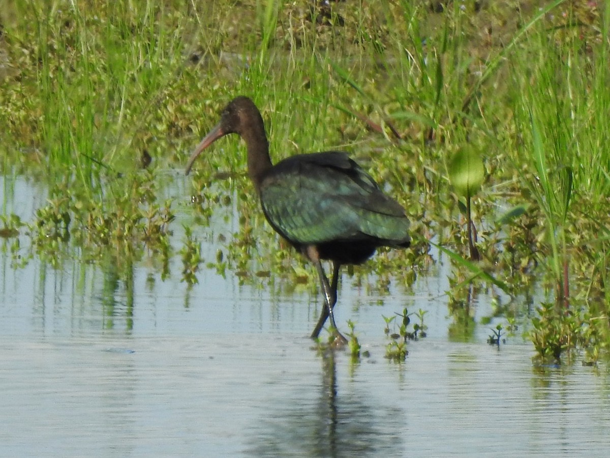 Glossy Ibis - ML622596083