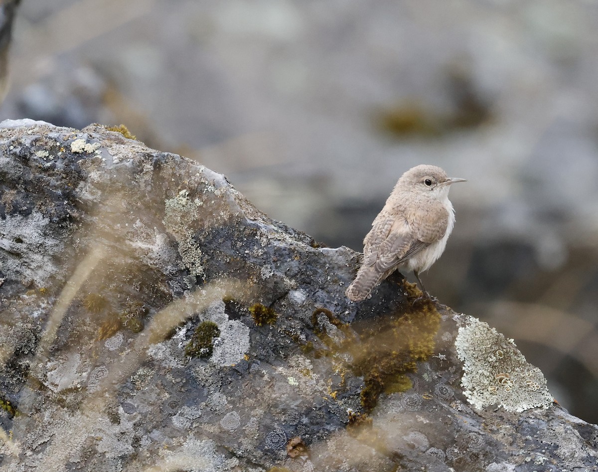 Rock Wren - ML622596106