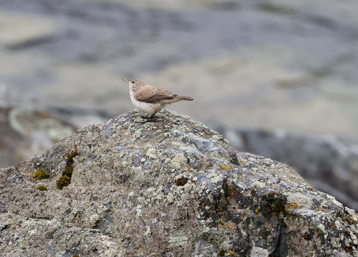 Rock Wren - ML622596107