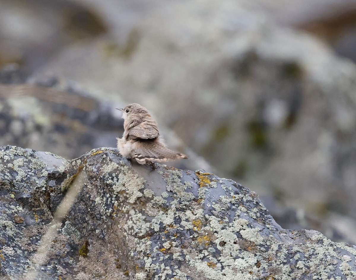 Rock Wren - ML622596108