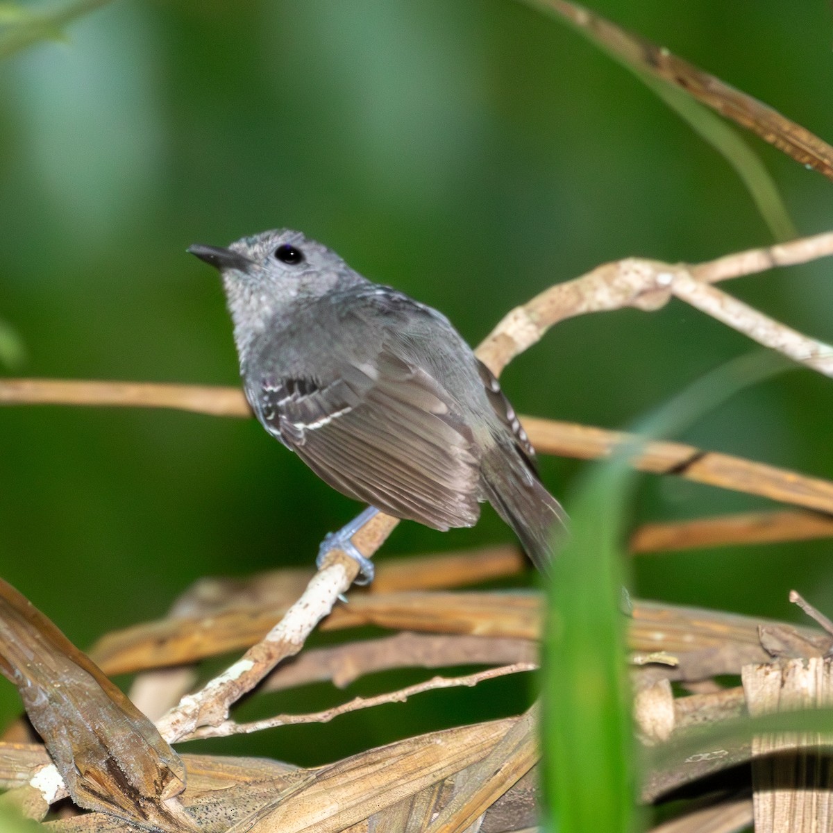 Willis's Antbird - ML622596111