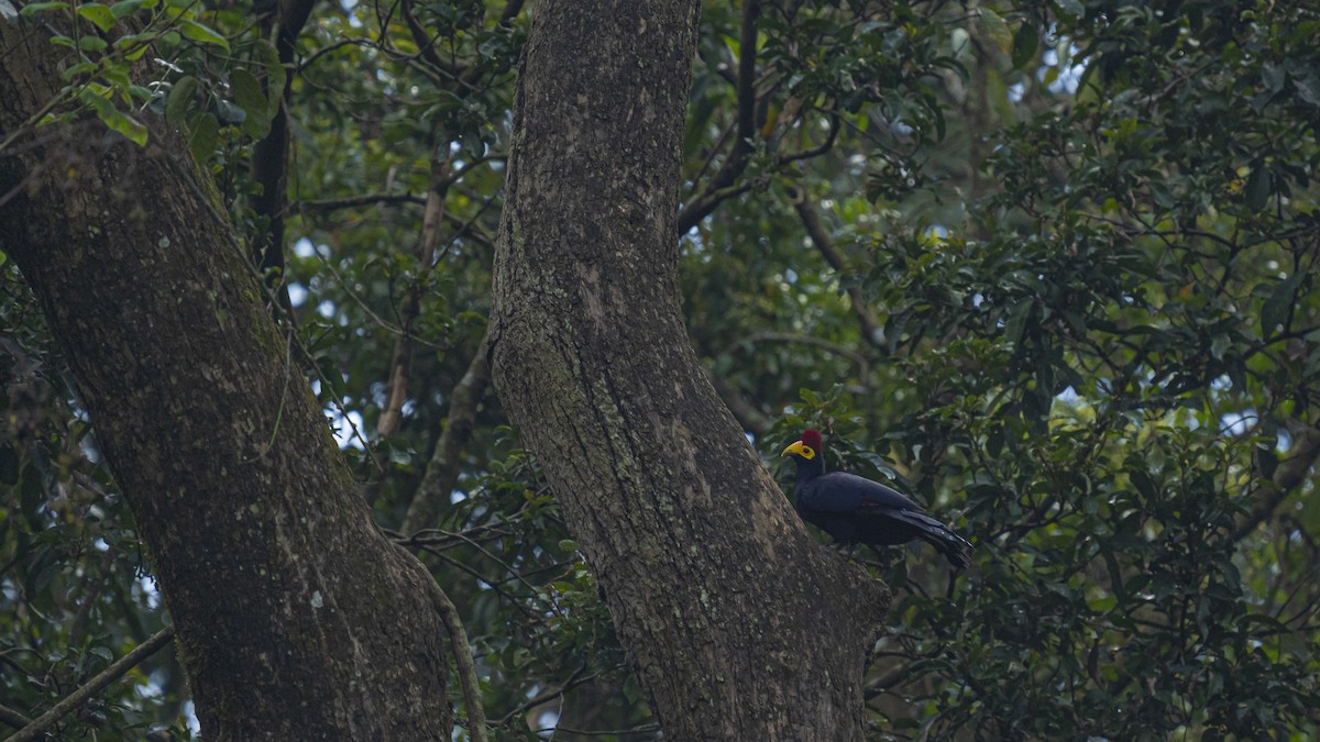 Ross's Turaco - ML622596118