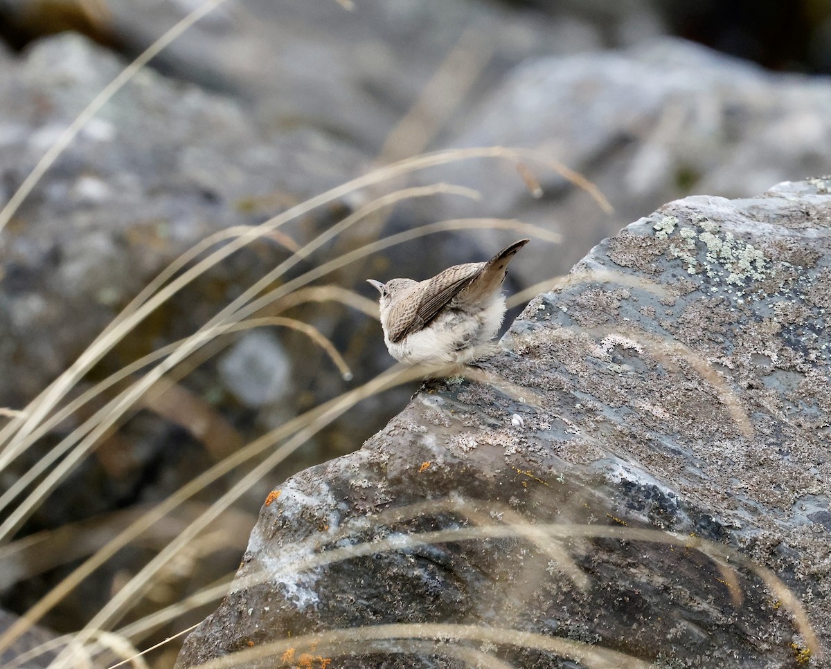 Rock Wren - ML622596180