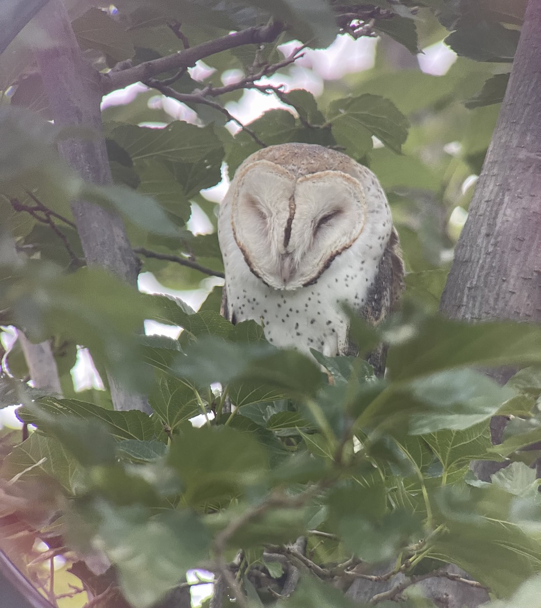 American Barn Owl - ML622596229