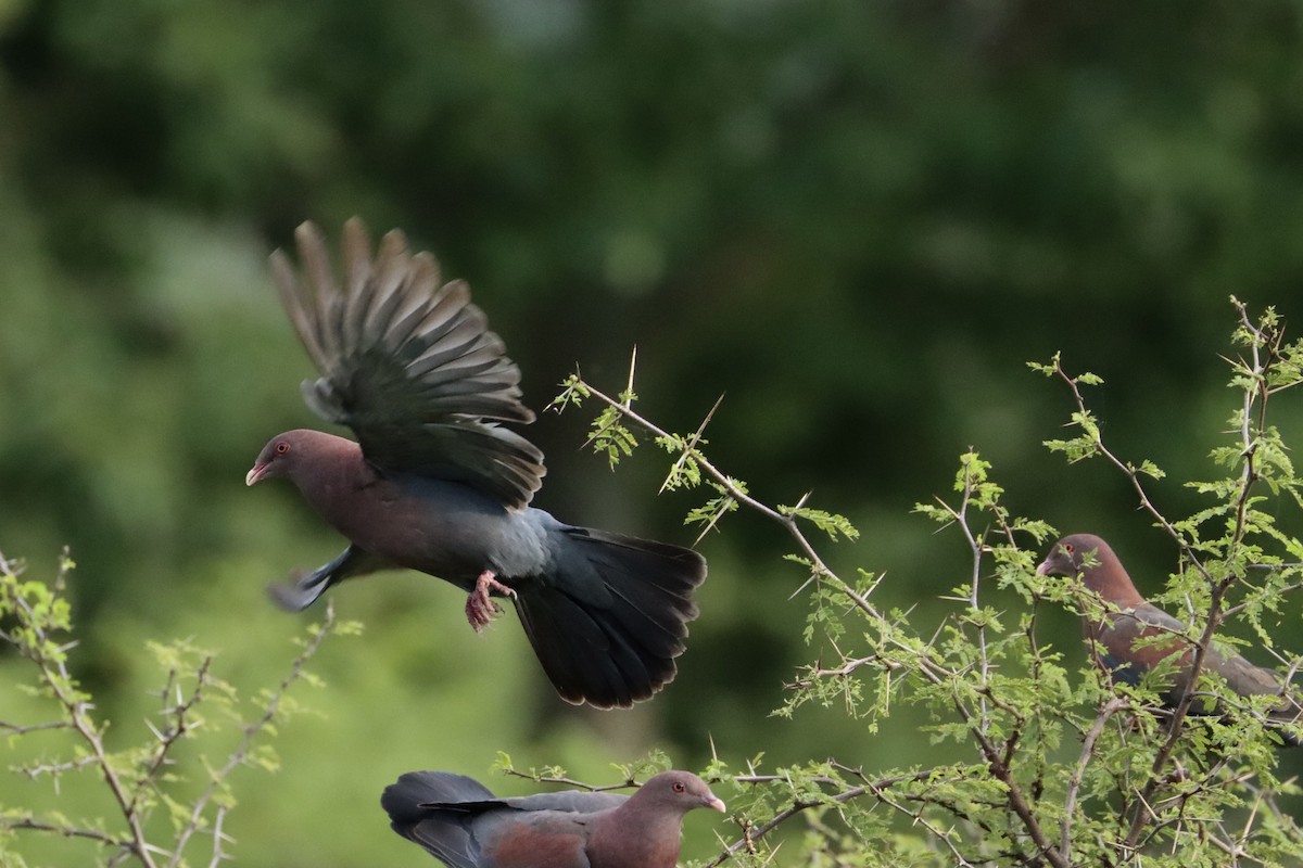 Red-billed Pigeon - ML622596313