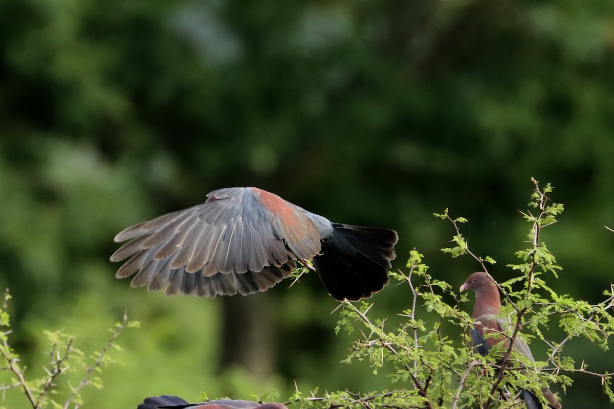 Red-billed Pigeon - ML622596317