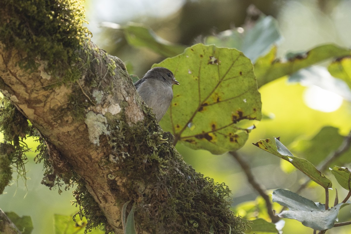 Chapin's Flycatcher - ML622596338