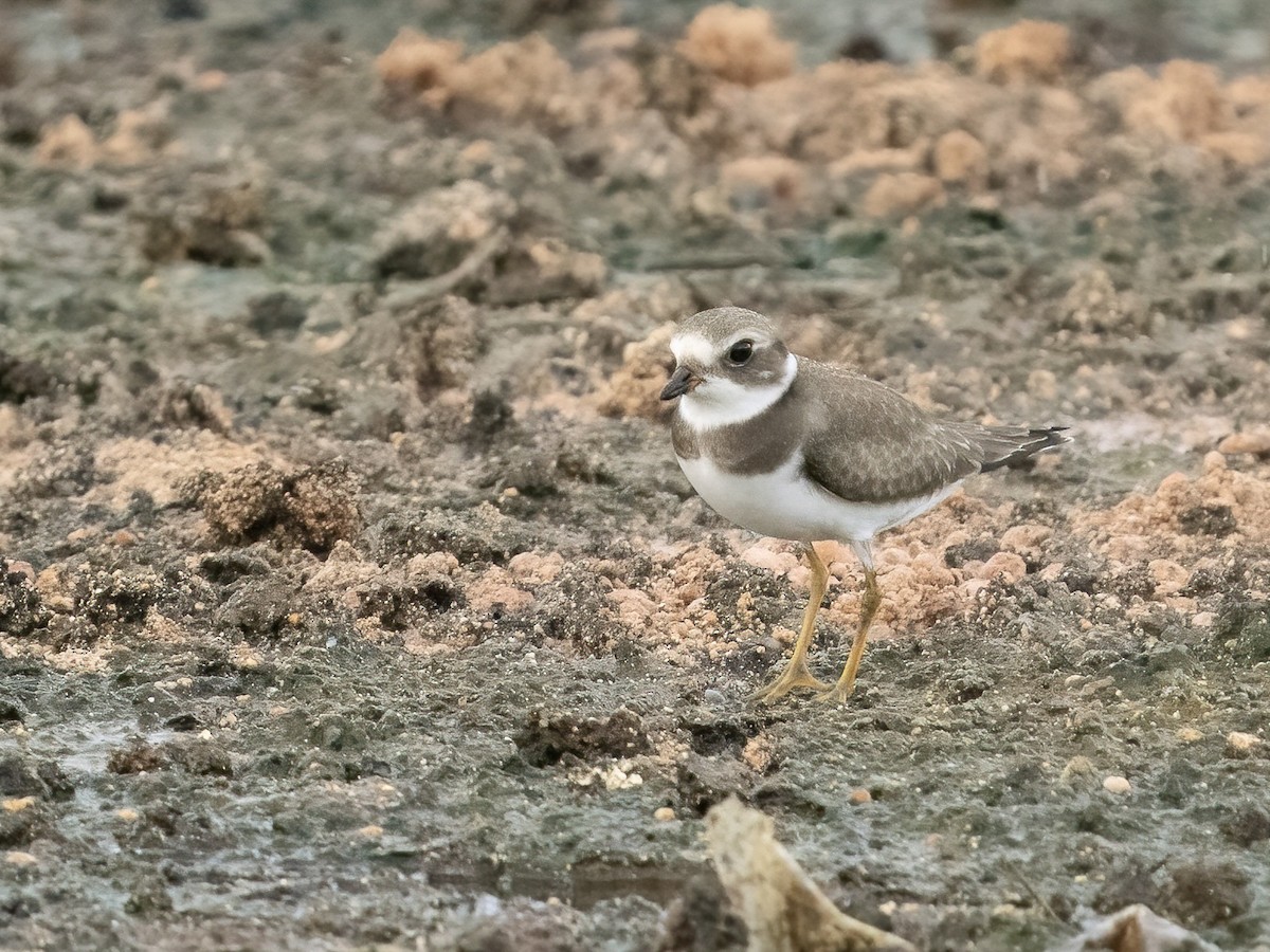 Semipalmated Plover - ML622596480