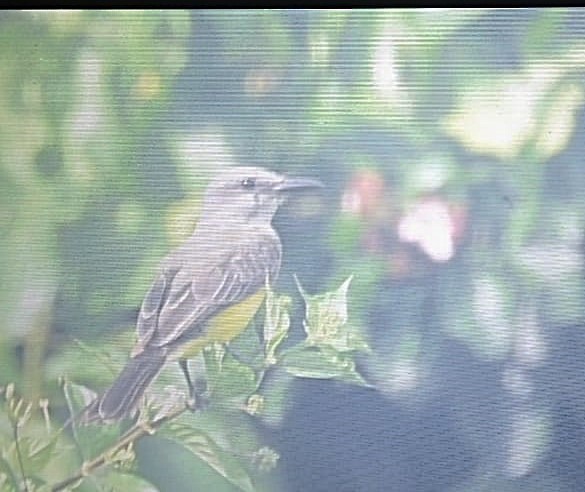 Tropical Kingbird - ML622596529