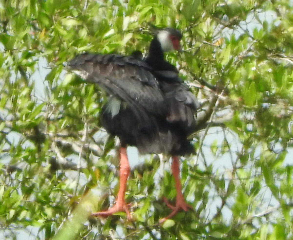 Northern Screamer - ML622596536