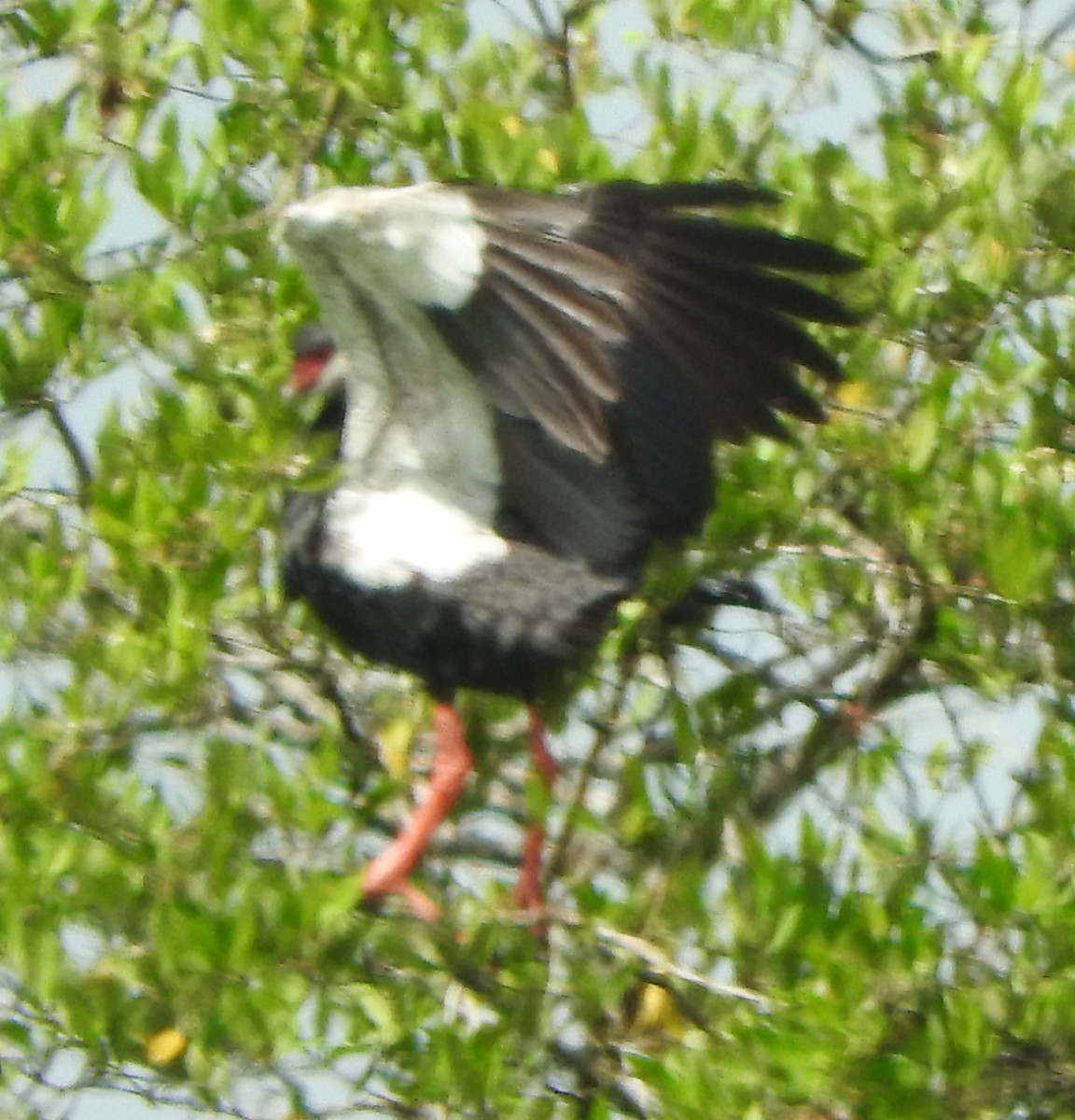 Northern Screamer - ML622596544