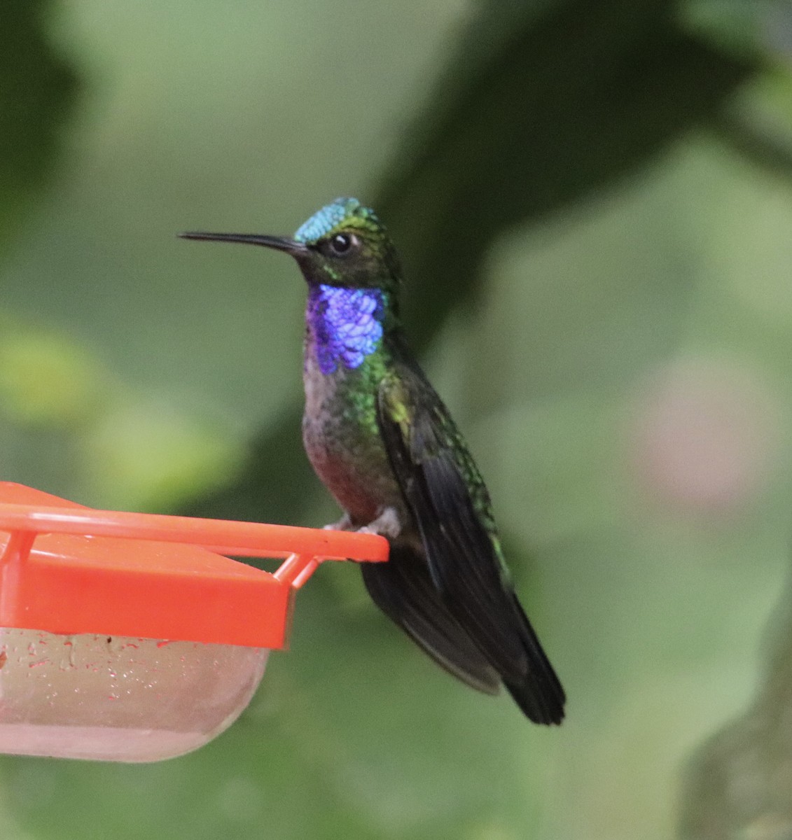 Colibrí del Napo - ML622596604