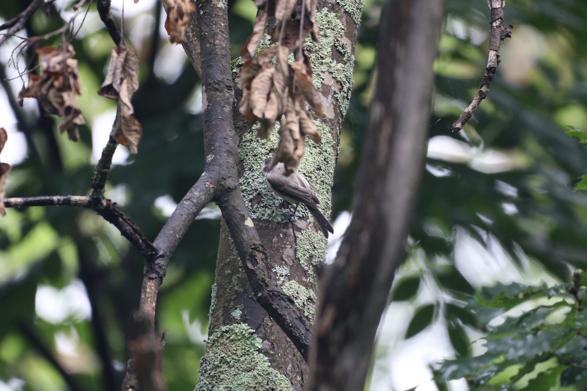 Willow Tit - ML622596663