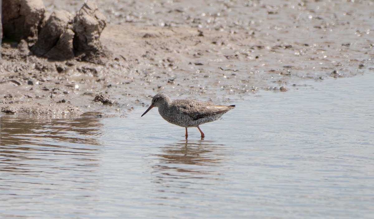 Common Redshank - David Tripp Jr