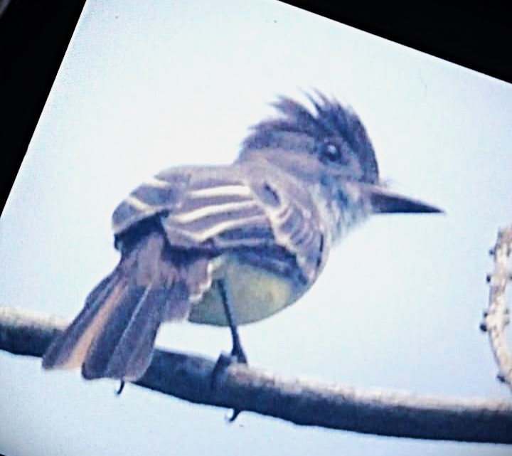 Brown-crested Flycatcher - ML622596746