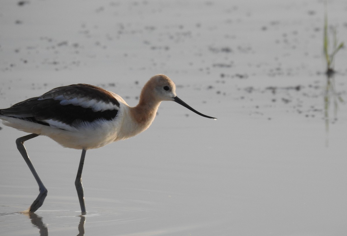 American Avocet - ML622596759