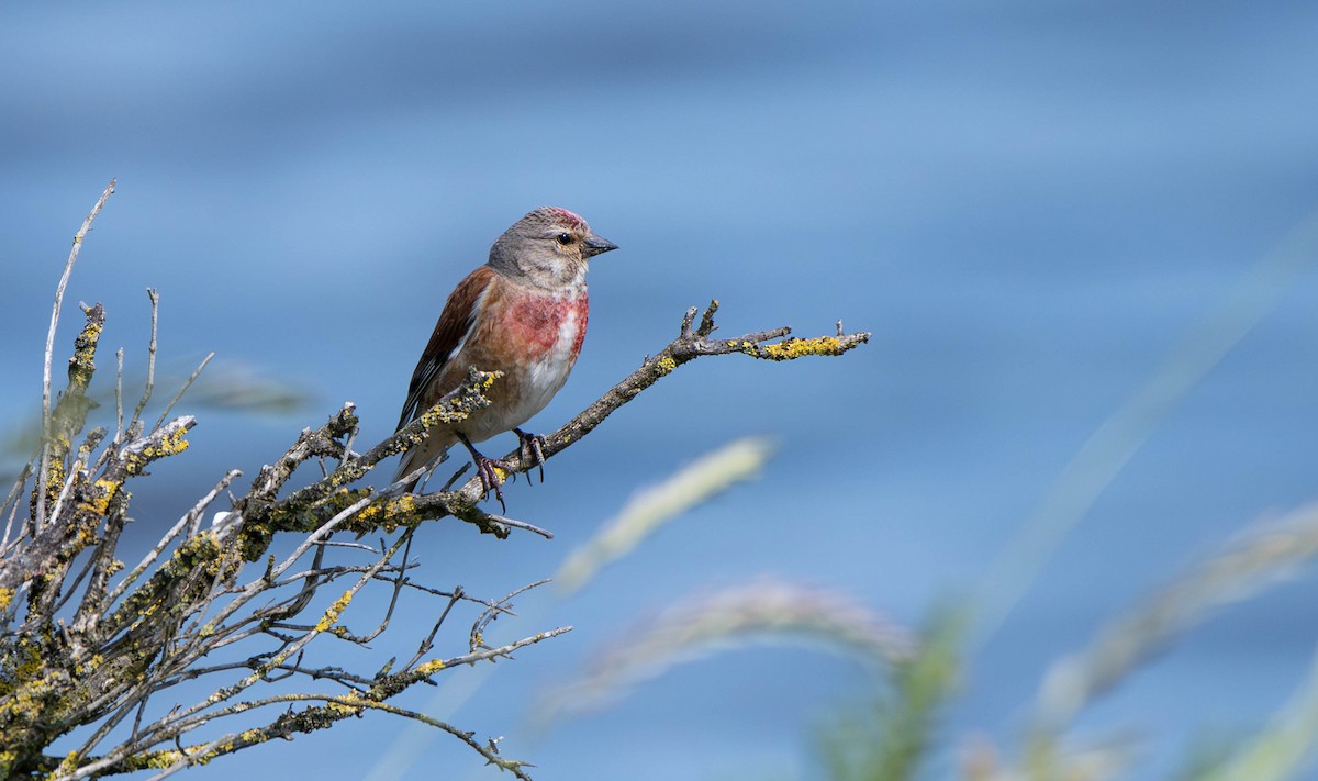 Eurasian Linnet - David Tripp Jr