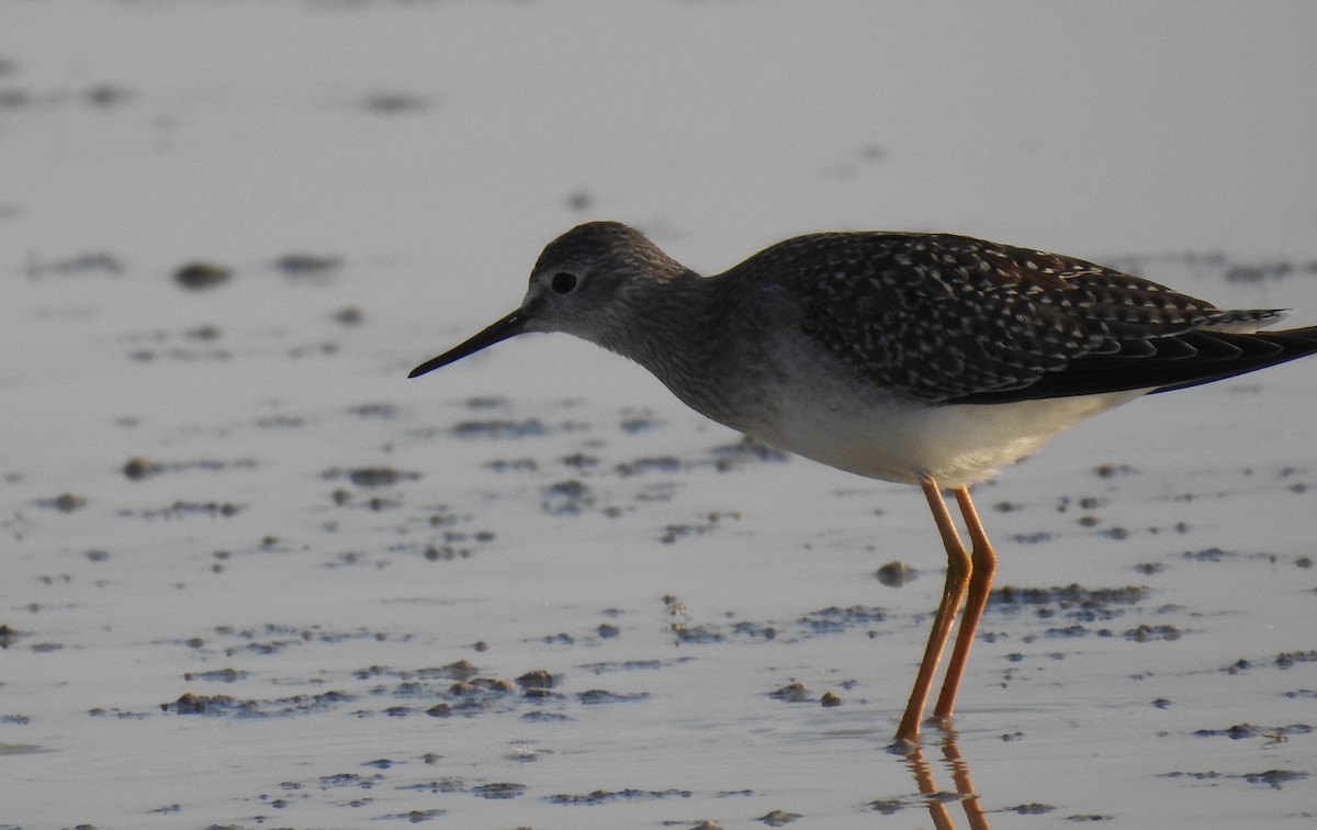 Lesser Yellowlegs - ML622596782