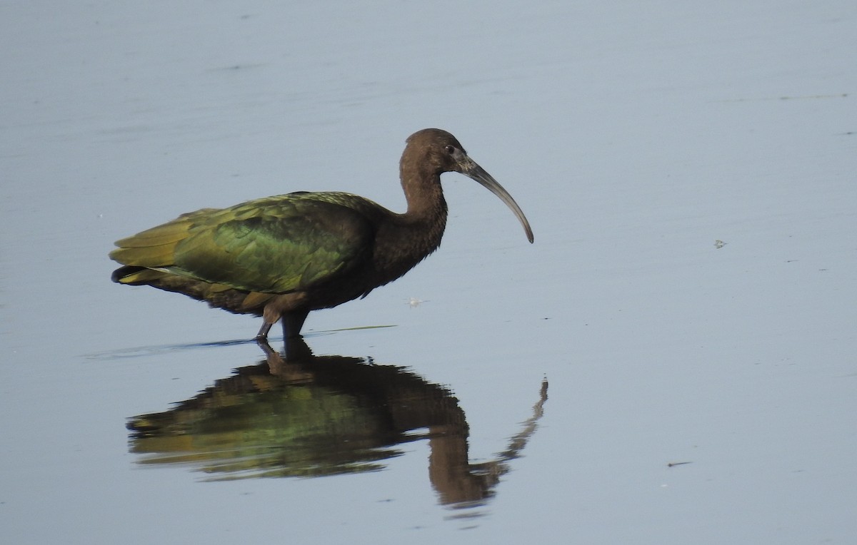 White-faced Ibis - ML622596809