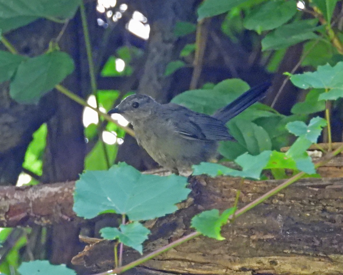 Gray Catbird - ML622596842